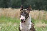 BULL TERRIER MINIATURE 015